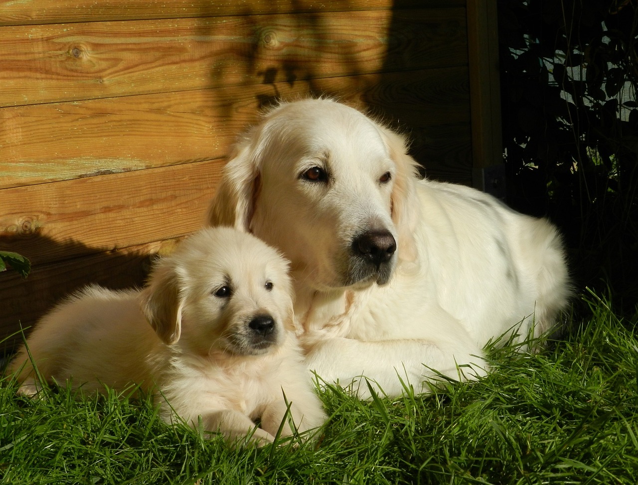 The Unique Traits of Labrador Retrievers